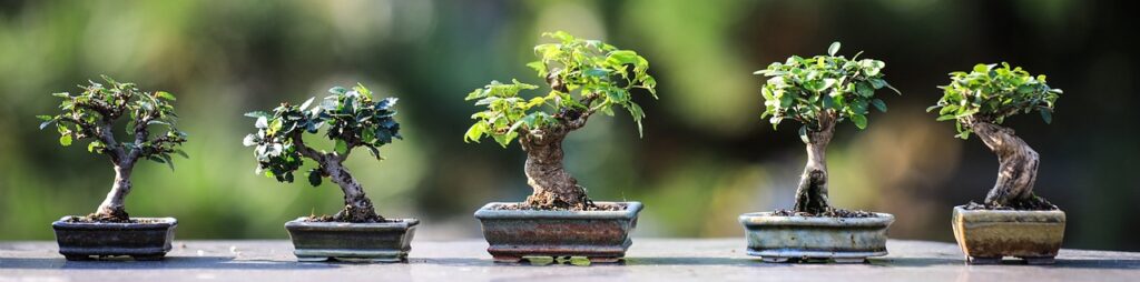bonsai, trees, plants, ornamental trees, gardening, wood, nature, japan, zen, garden, foliage, bonsai, bonsai, bonsai, bonsai, gardening, gardening, japan, japan, japan, japan, zen, zen, zen, zen, zen, garden, garden